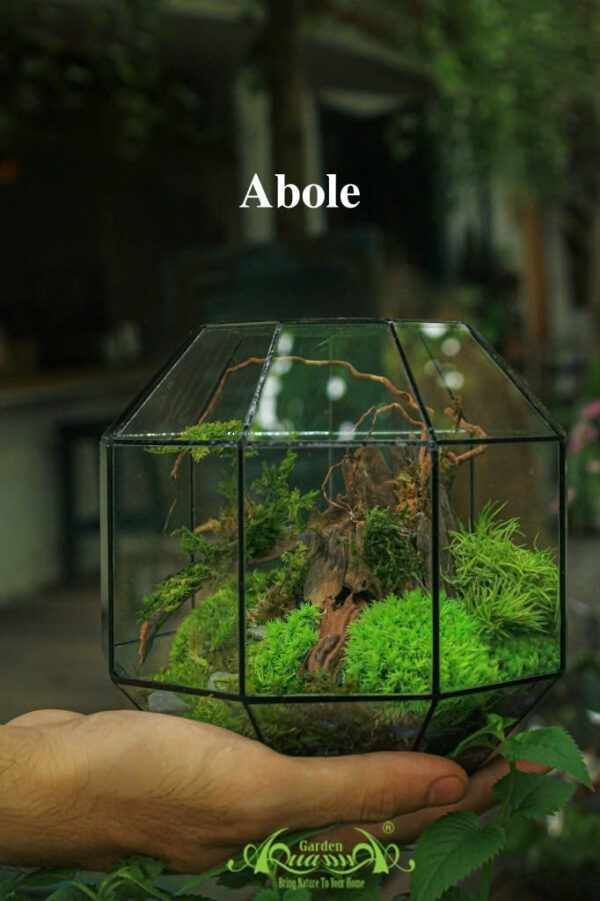 Terrarium 09 - ABOLE